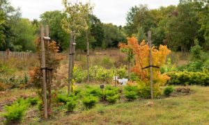 tree plantations and green areas at Urban Skyline Phase 2 